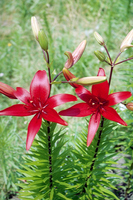 Foto: Dr. Jörg M. Giffei